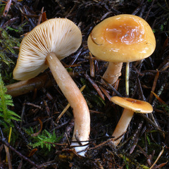 Lactarius luculentus