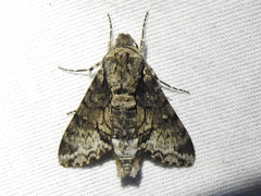 Cautethia spuria