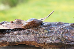 Schizoglossa