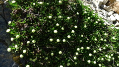 Leptinella pyrethrifolia