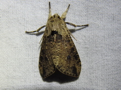 Purius superpulverea