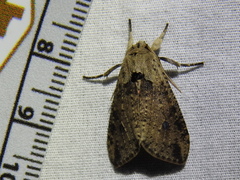 Purius superpulverea