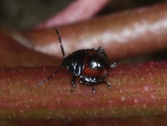 Oechalia schellenbergii