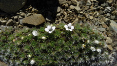 Veronica pulvinaris