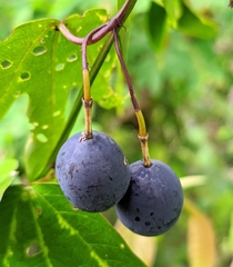 Passiflora tricuspis