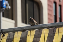 Passer domesticus
