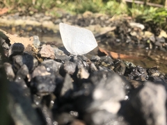 Curetis acuta paracuta