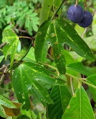 Passiflora tricuspis