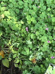 Oxalis