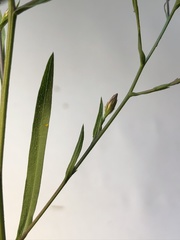 Symphyotrichum subulatum