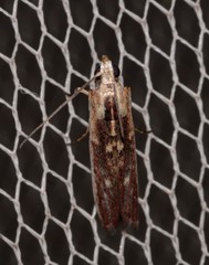 Cathyalia pallicostalis