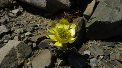 Ranunculus haastii
