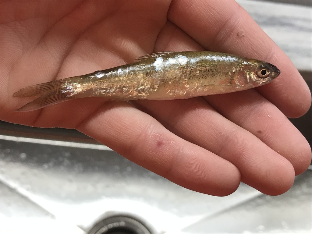 Eastern Silvery Minnow (Freshwater Fish of Massachusetts) · iNaturalist