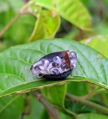 Passiflora tricuspis