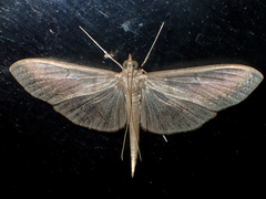 Coptobasis
