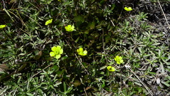 Ranunculus enysii