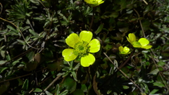 Ranunculus enysii