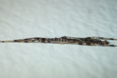 Styringomyia