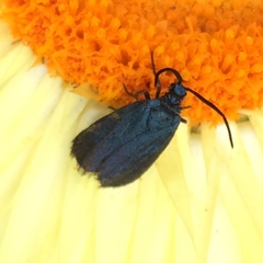 Turneriprocris dolens
