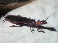 Oligotomidae