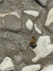 Lycaena boldenarum
