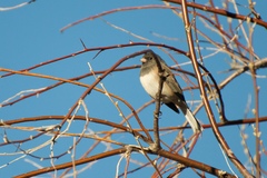 Junco hyemalis montanus
