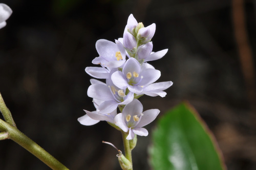 Image of Veronica hulkeana by (c) Pieter Pelser, some rights reserved (CC BY)