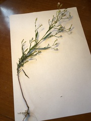 Symphyotrichum subulatum
