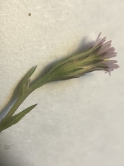Symphyotrichum subulatum
