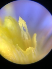 Symphyotrichum subulatum