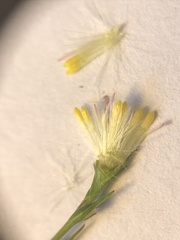 Symphyotrichum subulatum