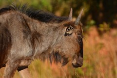 Connochaetes taurinus