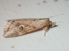 Chorsia