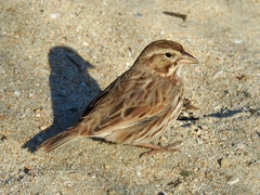 Passerculus sandwichensis rostratus