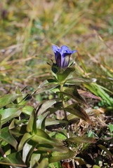 Gentiana dschungarica