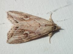Chorsia