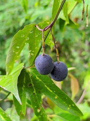 Passiflora tricuspis