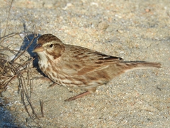 Passerculus sandwichensis rostratus