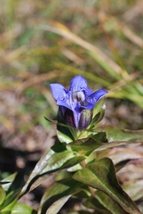 Gentiana dschungarica
