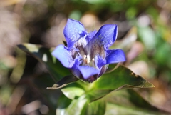 Gentiana dschungarica