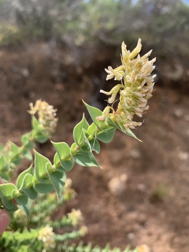 Versveld Capegorse (Aspalathus complicata)