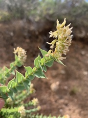 Aspalathus complicata