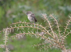 Melaenornis chocolatinus