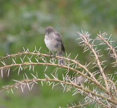 Melaenornis chocolatinus