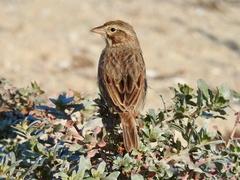 Passerculus sandwichensis rostratus