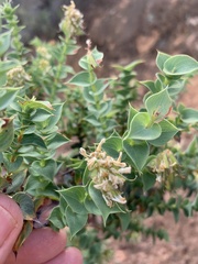 Aspalathus complicata