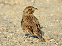 Passerculus sandwichensis rostratus