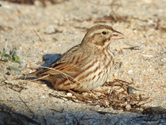 Passerculus sandwichensis rostratus