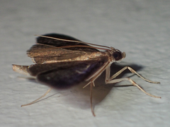 Coptobasis