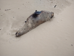 Arctocephalus pusillus